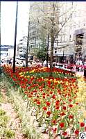 1980 04 20 48 Fayetteville St Mall RCB.jpg